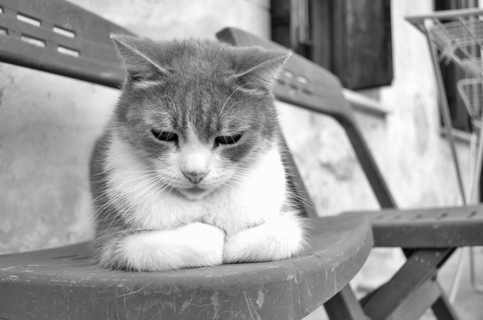 Nikon D5100 sample photo. Cat, feline, animals photography