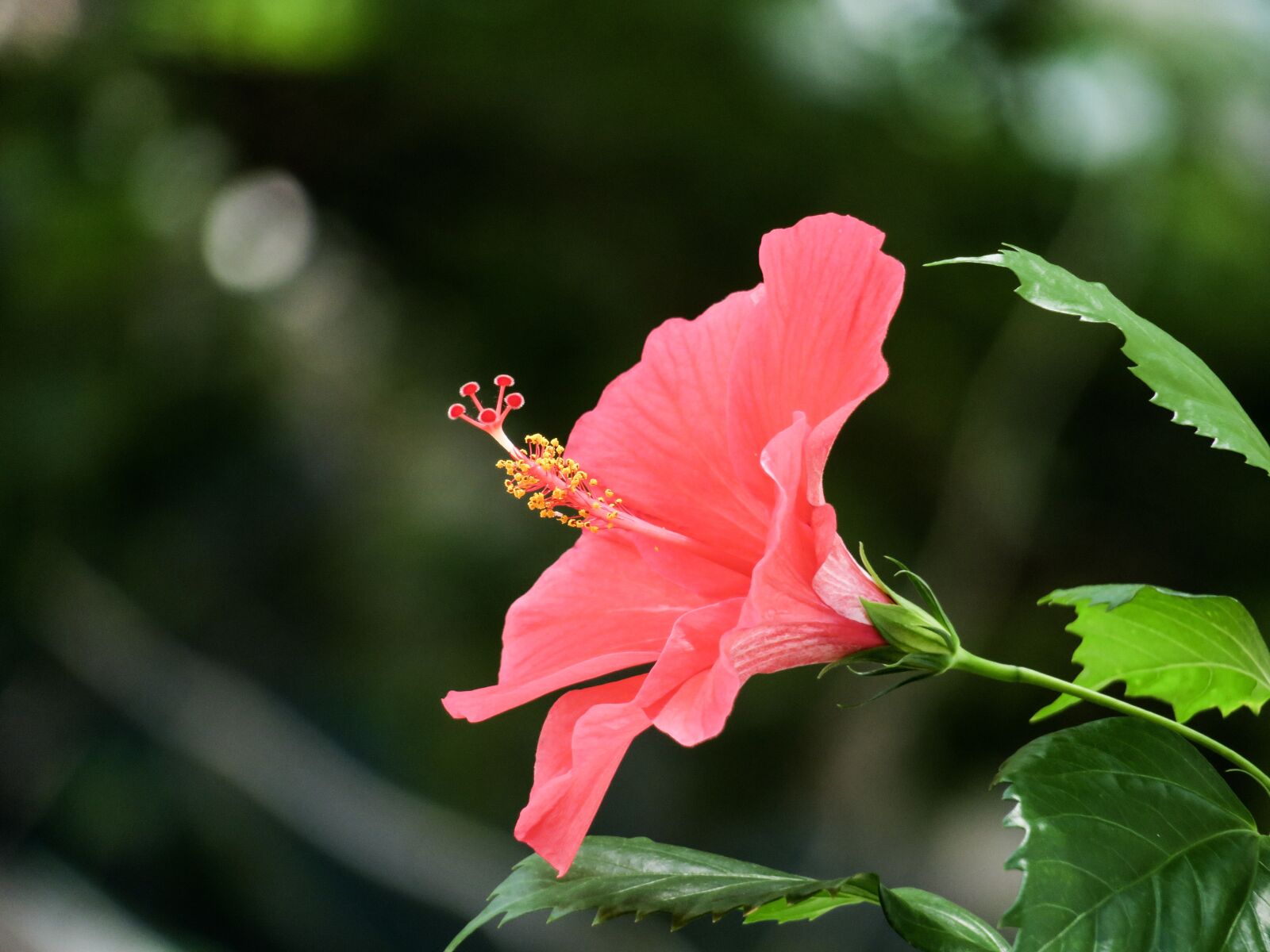 Canon PowerShot G3 X sample photo. Plant, nature, flower photography