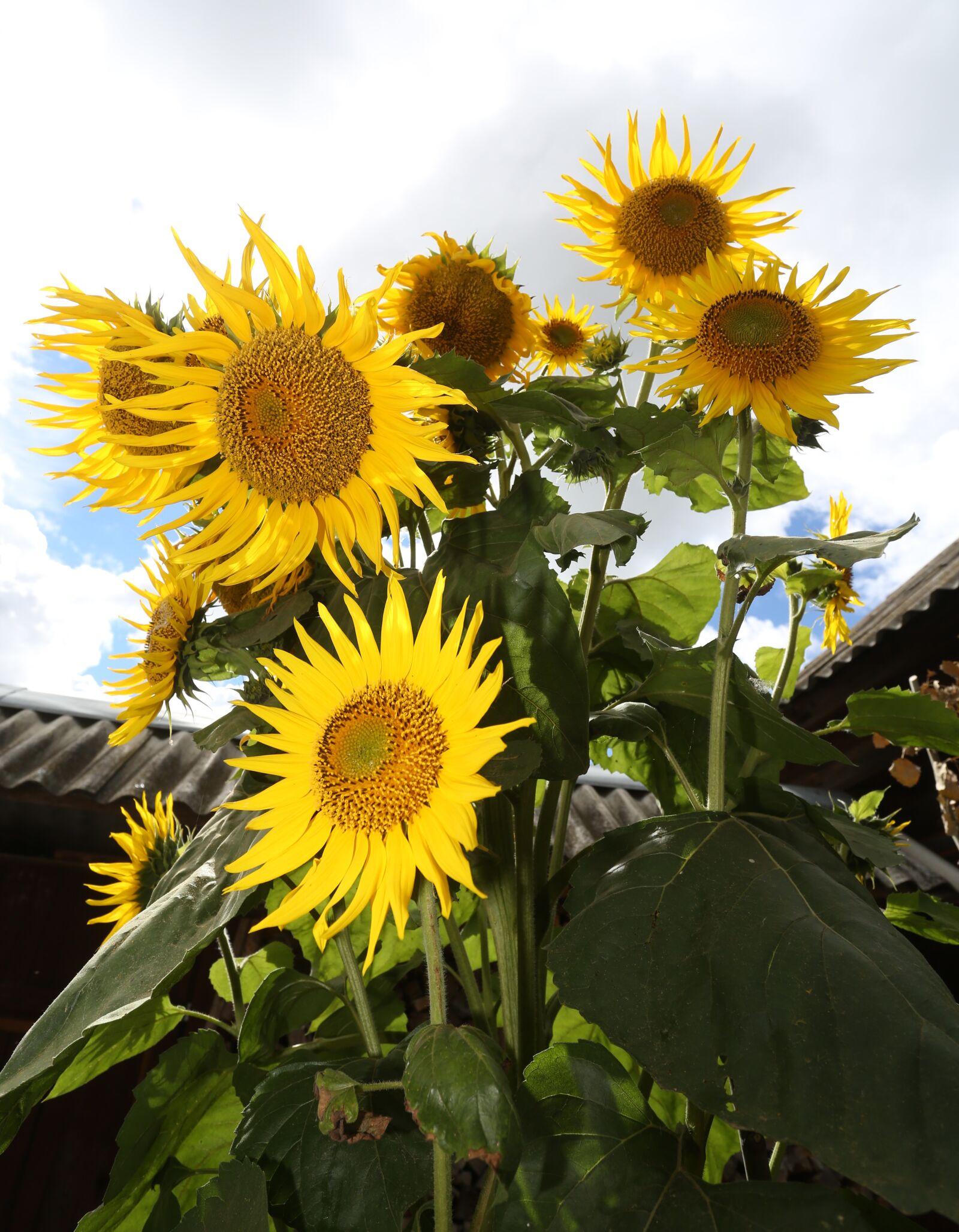 Canon EOS 5D Mark III + Canon EF 17-40mm F4L USM sample photo. Sunflower, plant, nature photography