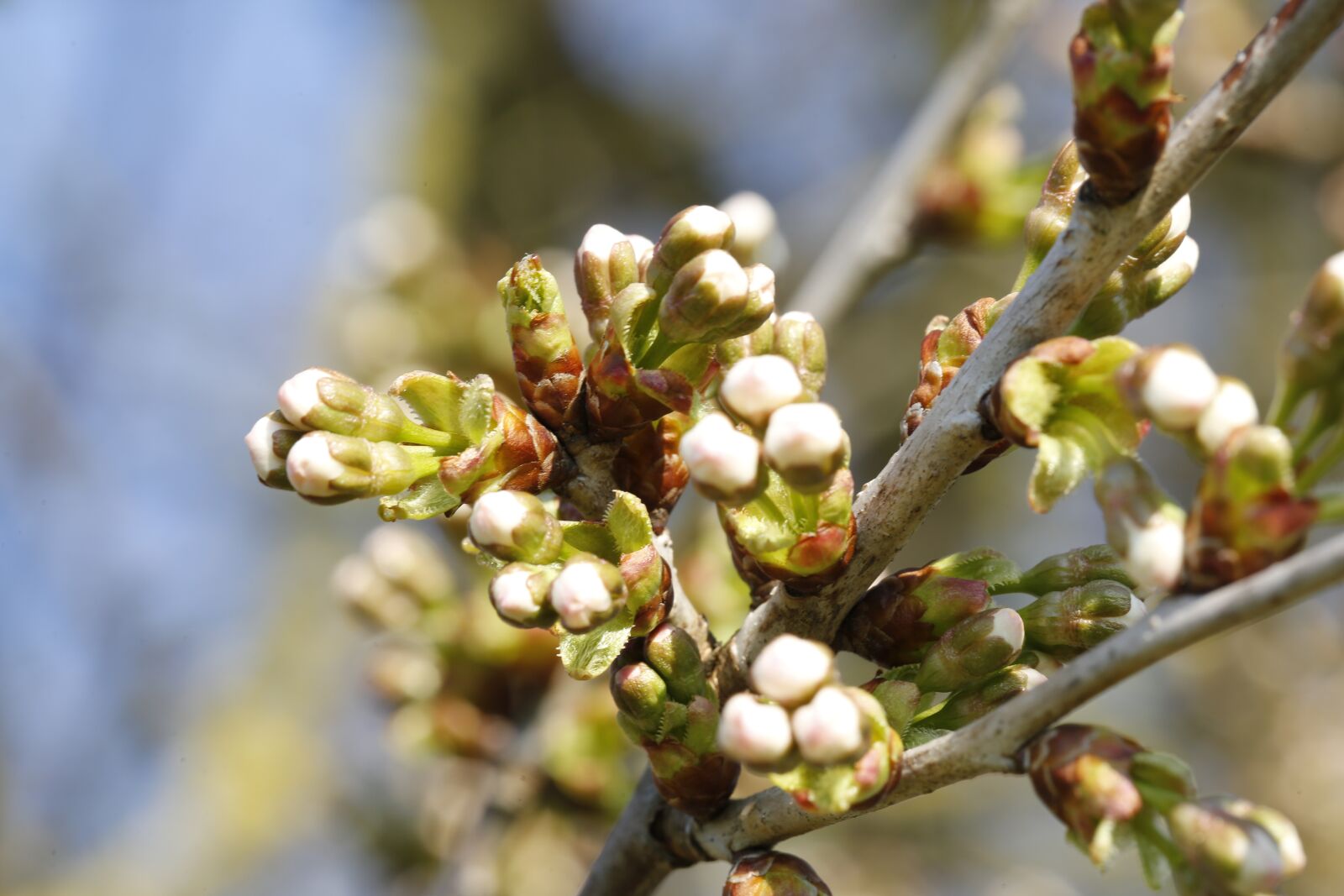 Canon EF 100mm F2.8L Macro IS USM sample photo. Spring, engine, scion photography