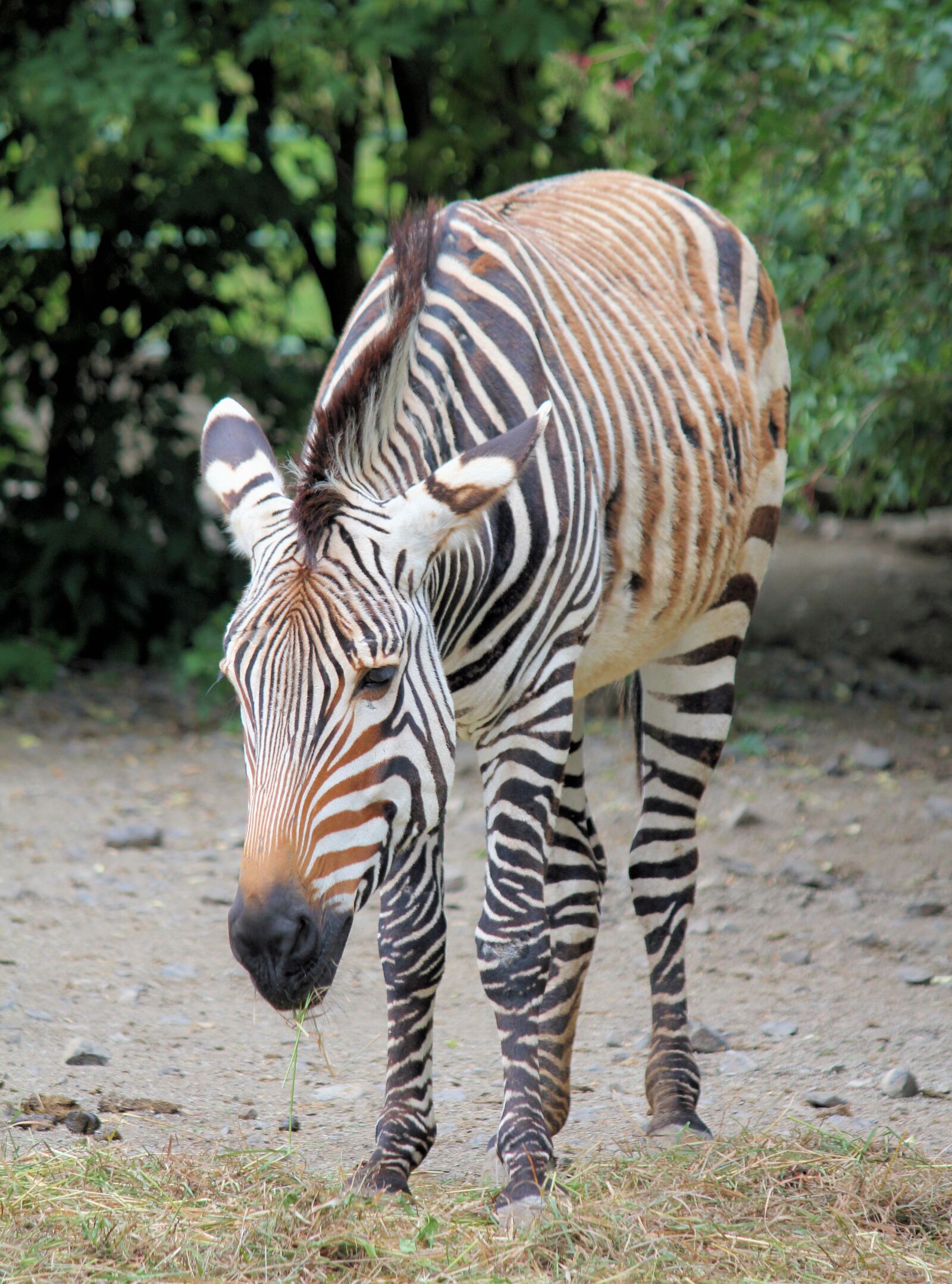 Canon EOS 550D (EOS Rebel T2i / EOS Kiss X4) sample photo. Zebra, animal, lichokopytník photography