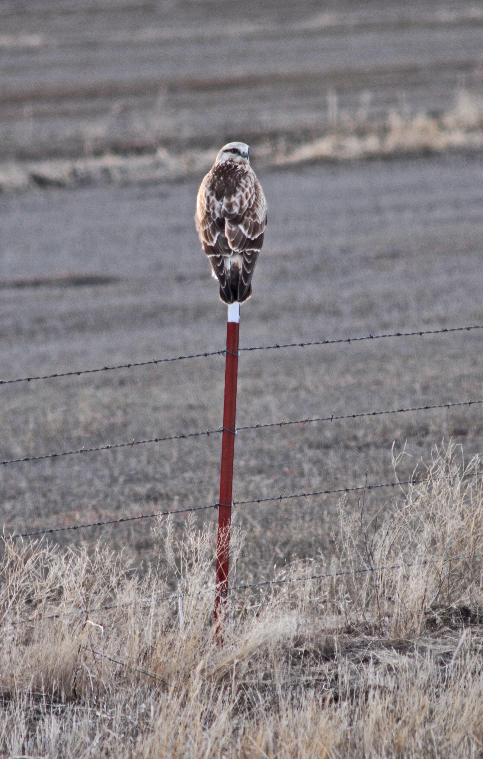 Nikon D90 sample photo. Hawk, raptor, bird photography