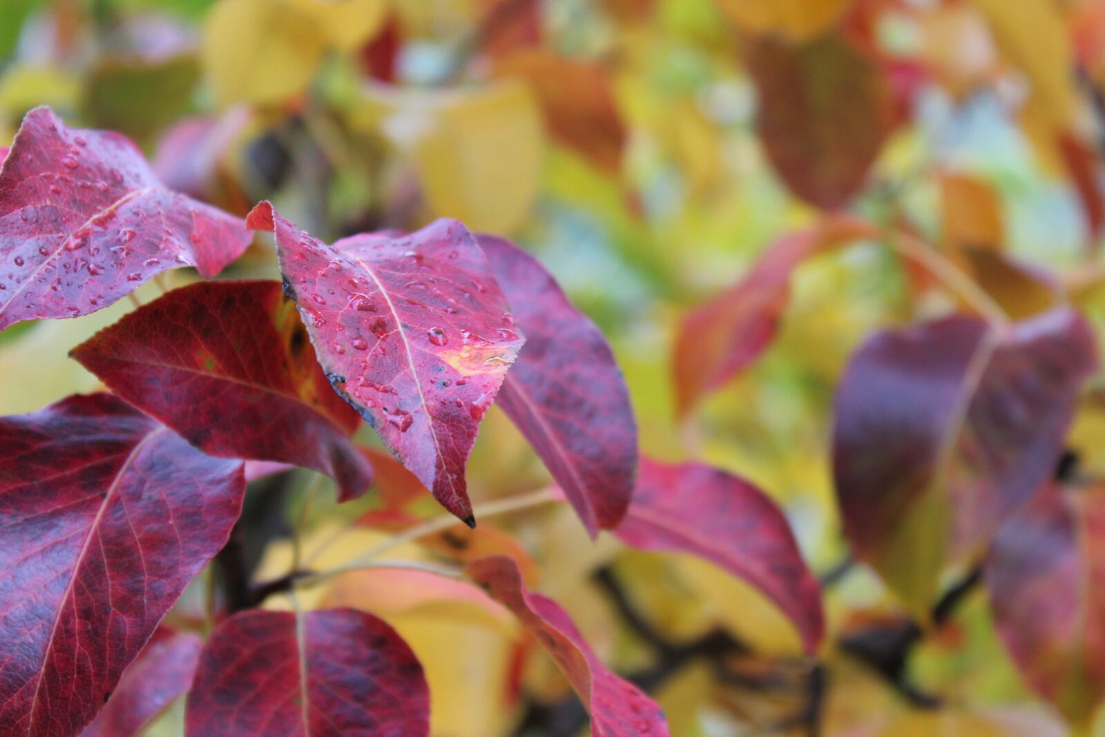Canon EOS 600D (Rebel EOS T3i / EOS Kiss X5) sample photo. Autumn, leaf, outdoor photography