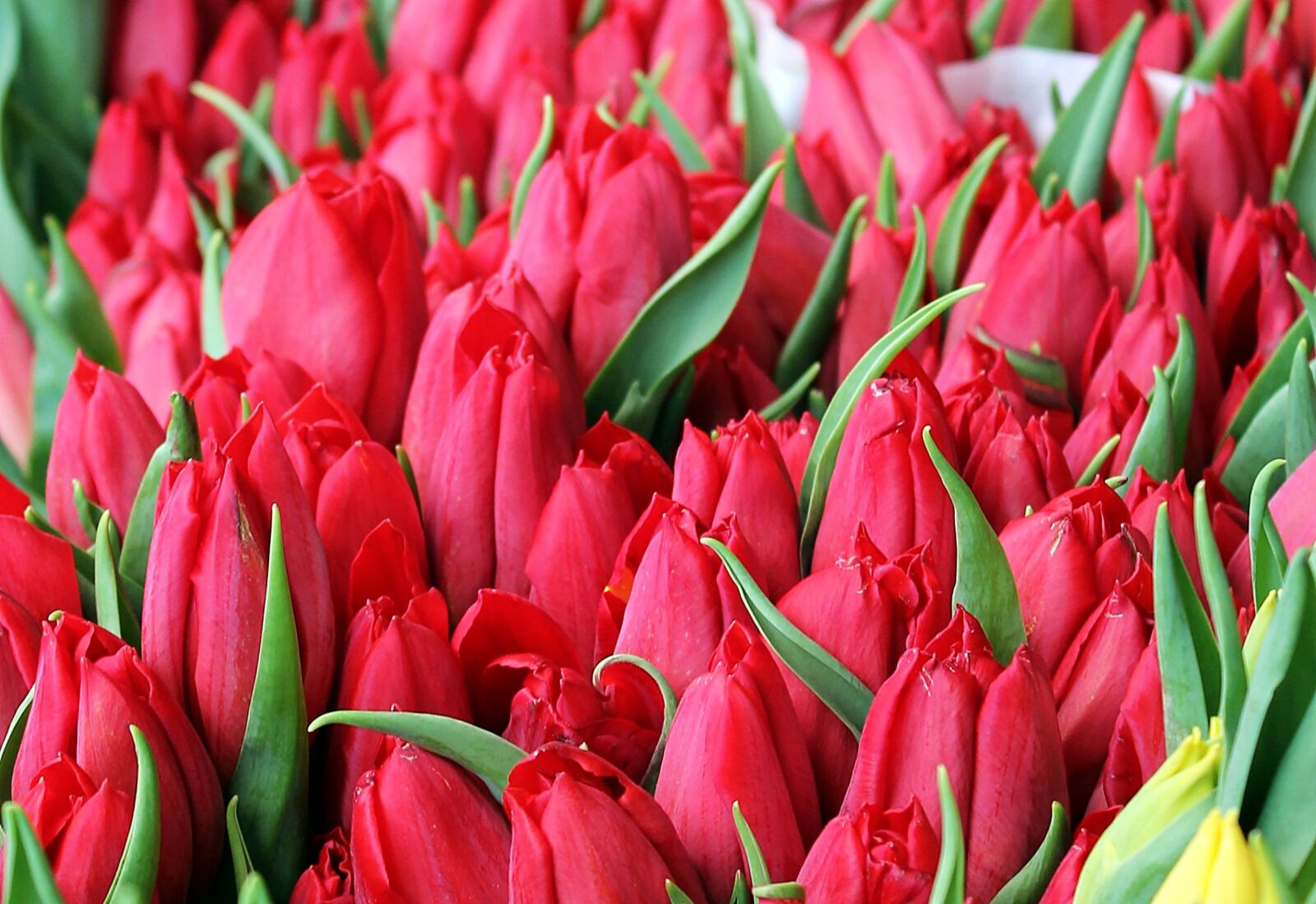 Canon EOS 550D (EOS Rebel T2i / EOS Kiss X4) sample photo. Tulip, flowers, spring photography