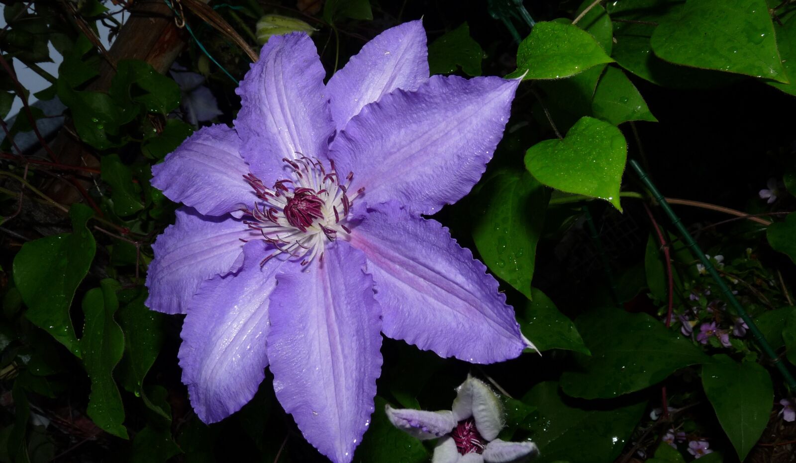 Panasonic Lumix DMC-FZ28 sample photo. Clematis, purple, flower photography