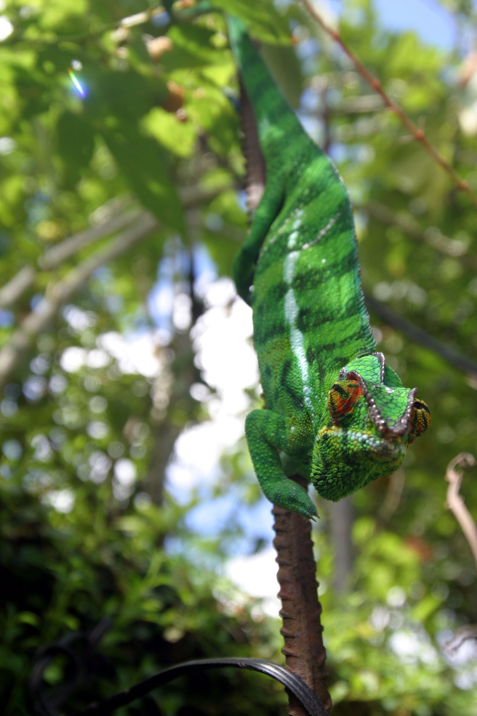 Canon EOS 10D sample photo. Nature, meeting, animal photography