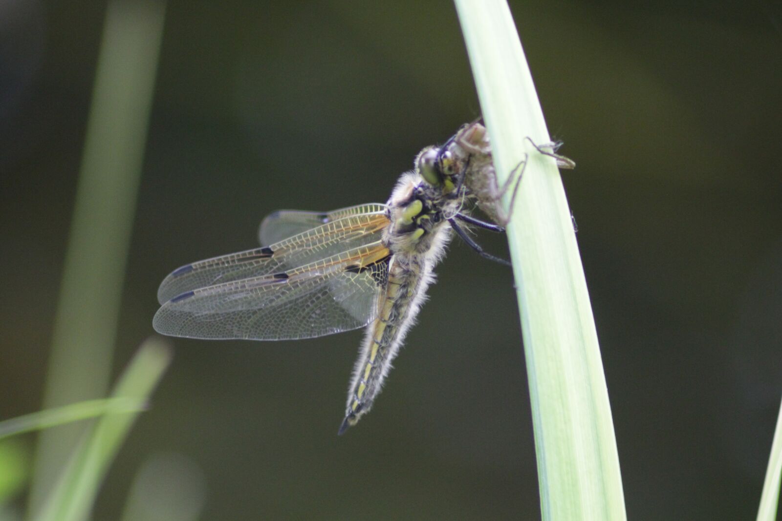 Canon EOS 700D (EOS Rebel T5i / EOS Kiss X7i) sample photo. Dragonfly, nature, insect photography