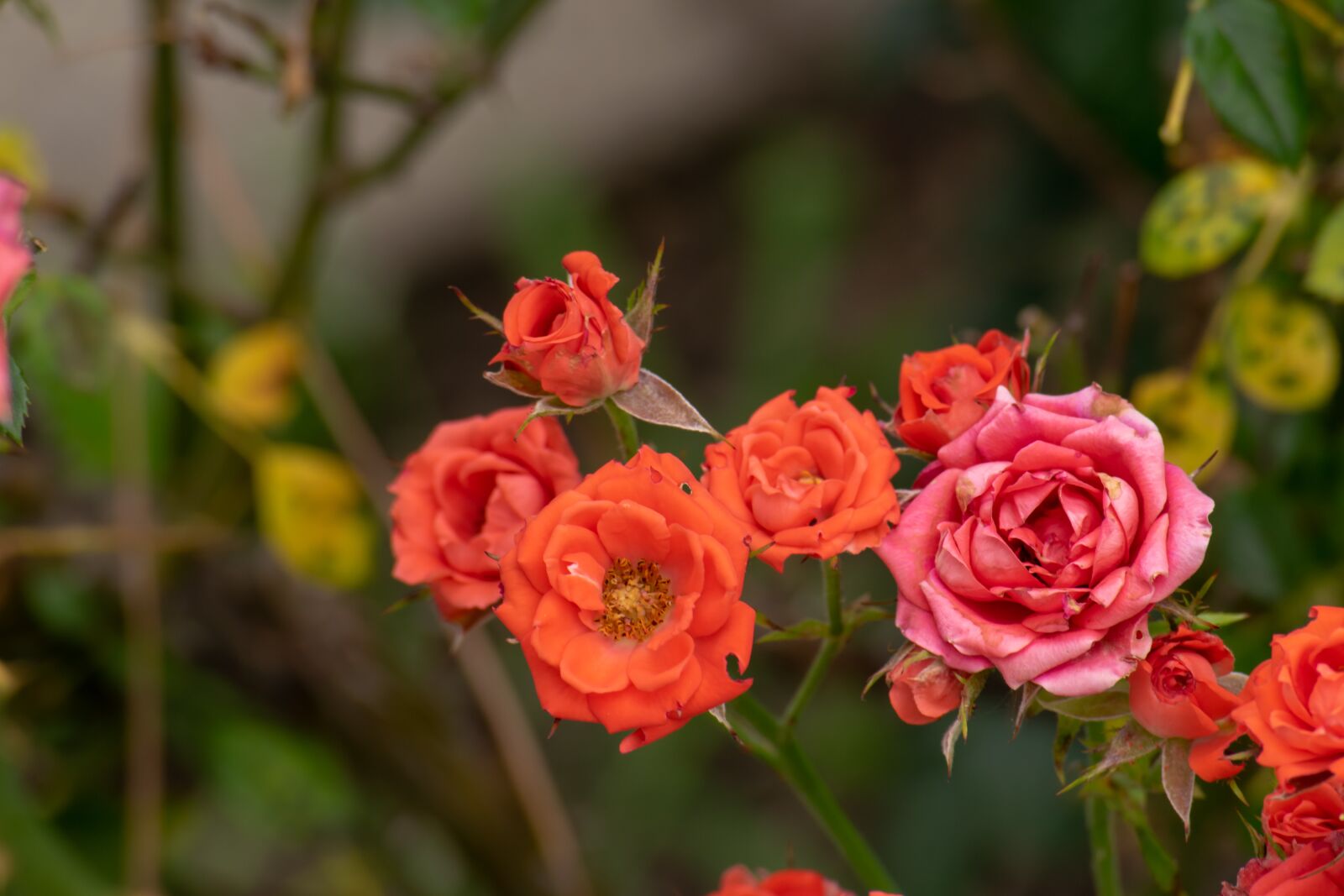 Nikon D3300 sample photo. Rose, red, nature photography