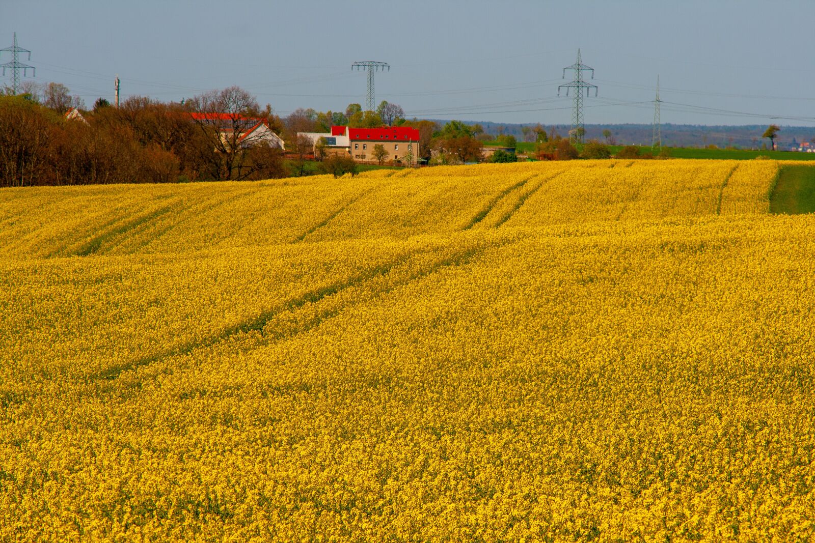Canon EOS 400D (EOS Digital Rebel XTi / EOS Kiss Digital X) sample photo. Yellow, flowers nature, landscapes photography