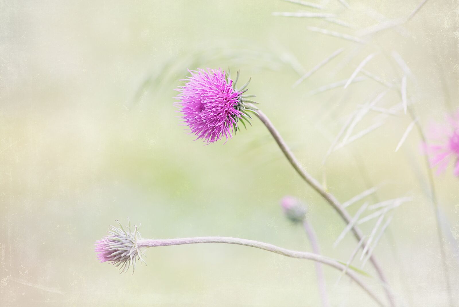 Nikon D750 sample photo. Flower, purple, purple flower photography