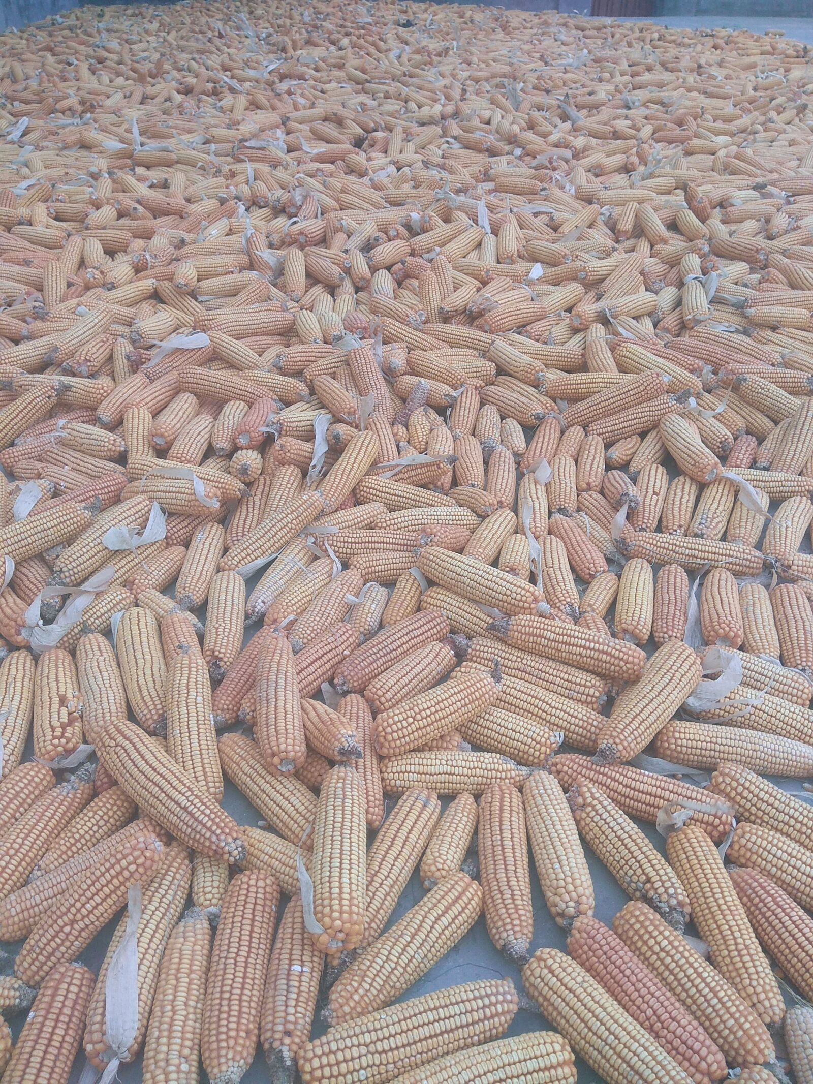 Xiaomi Redmi Note 4 sample photo. Sweet corn, cereal, grain photography