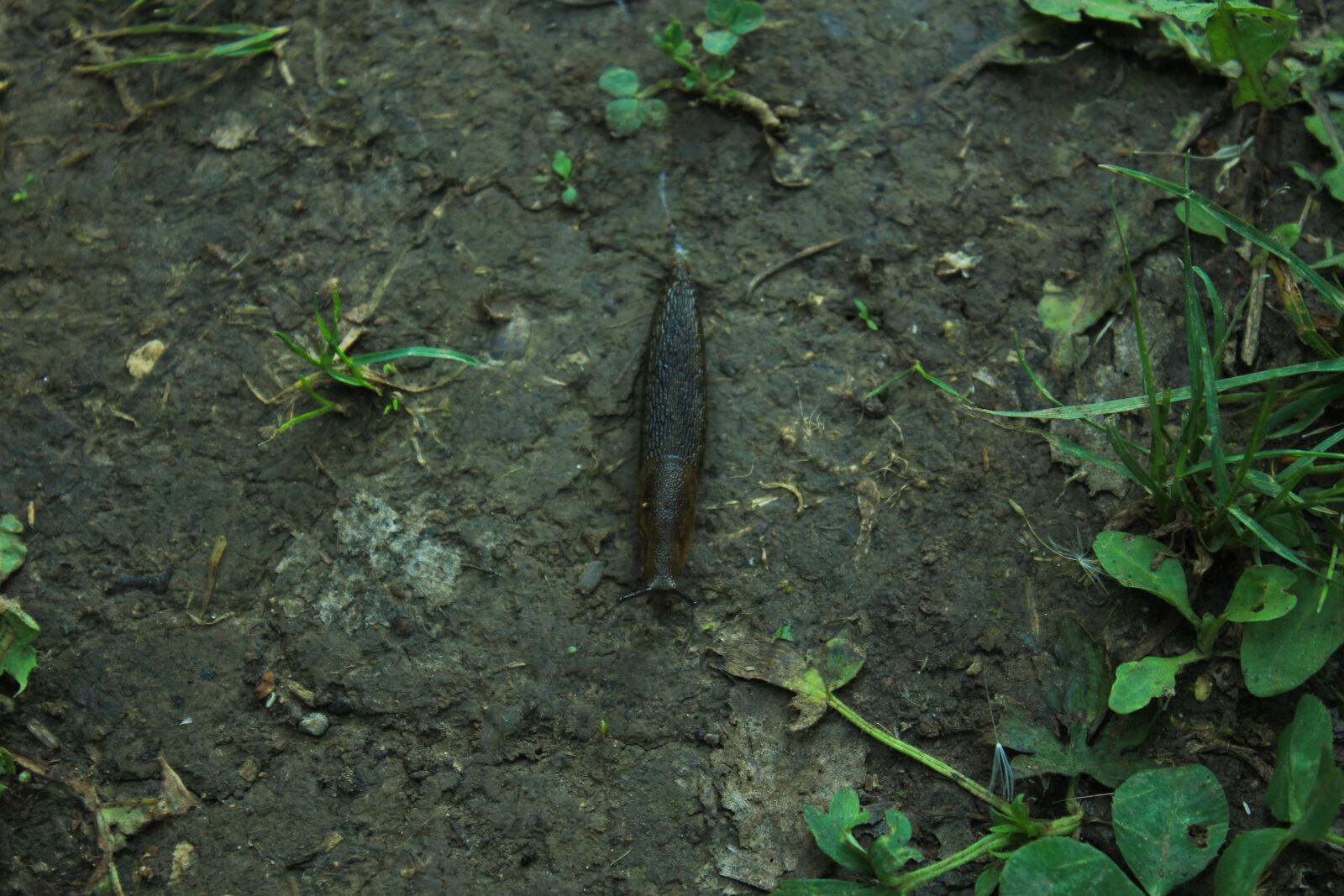 Canon EOS 550D (EOS Rebel T2i / EOS Kiss X4) sample photo. Macro photography, slug, summer photography
