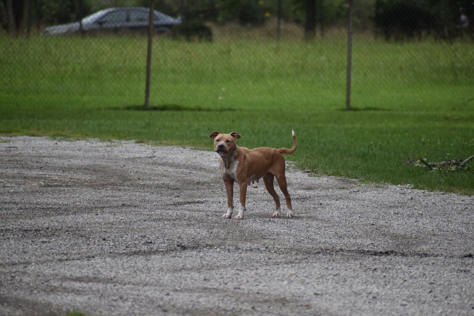 Nikon D3500 sample photo. Pitbull, dog, wild-animal photography
