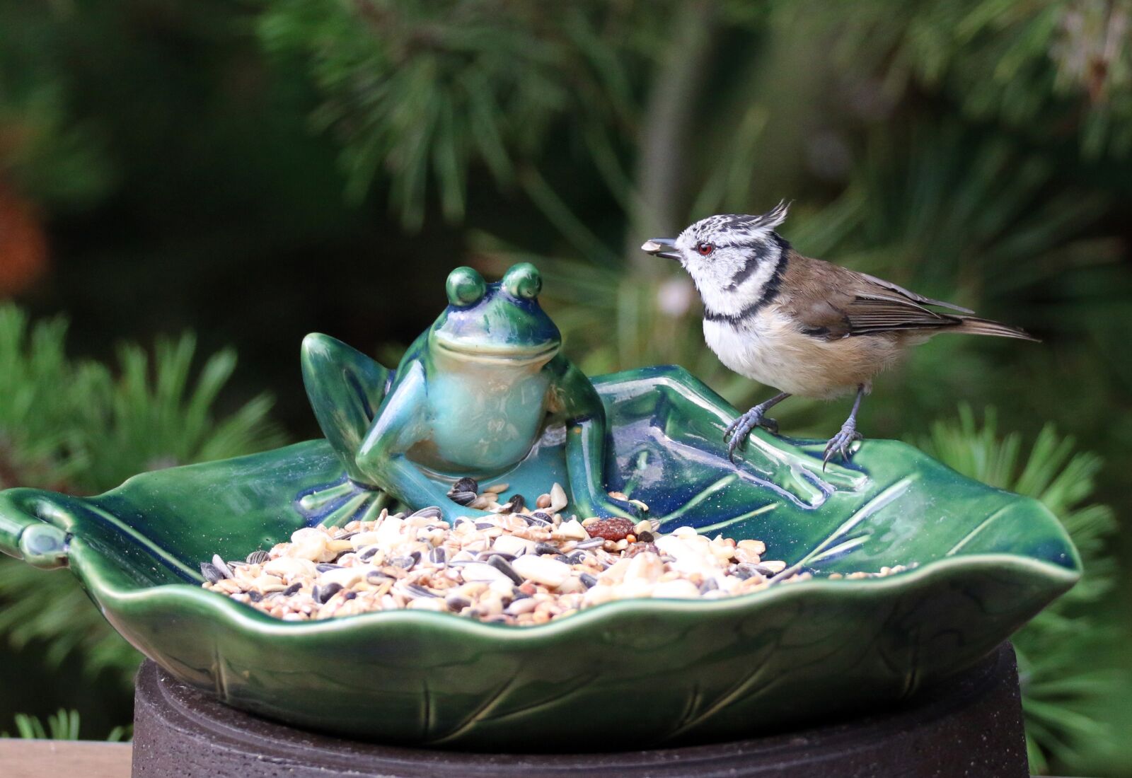Canon EOS 70D sample photo. Crested tit, bird, nature photography