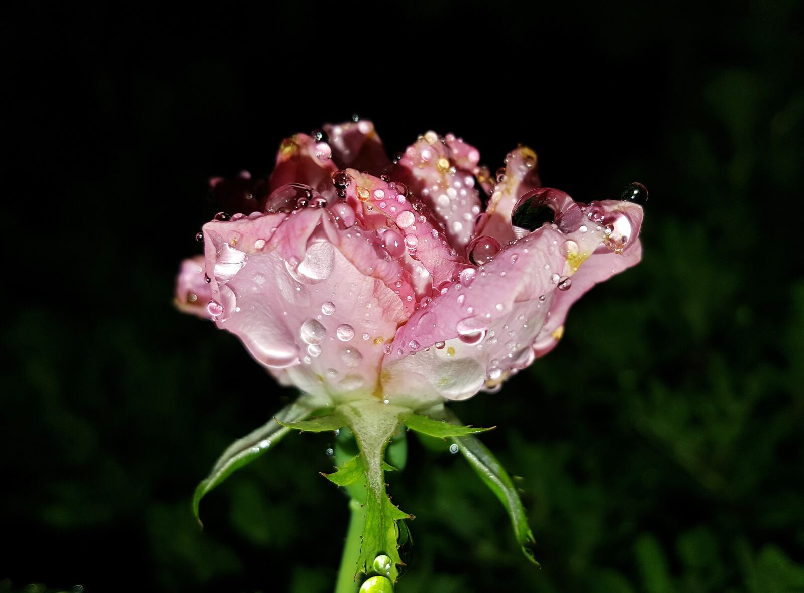 Samsung Galaxy Note5 sample photo. Rose, flower, pink rose photography