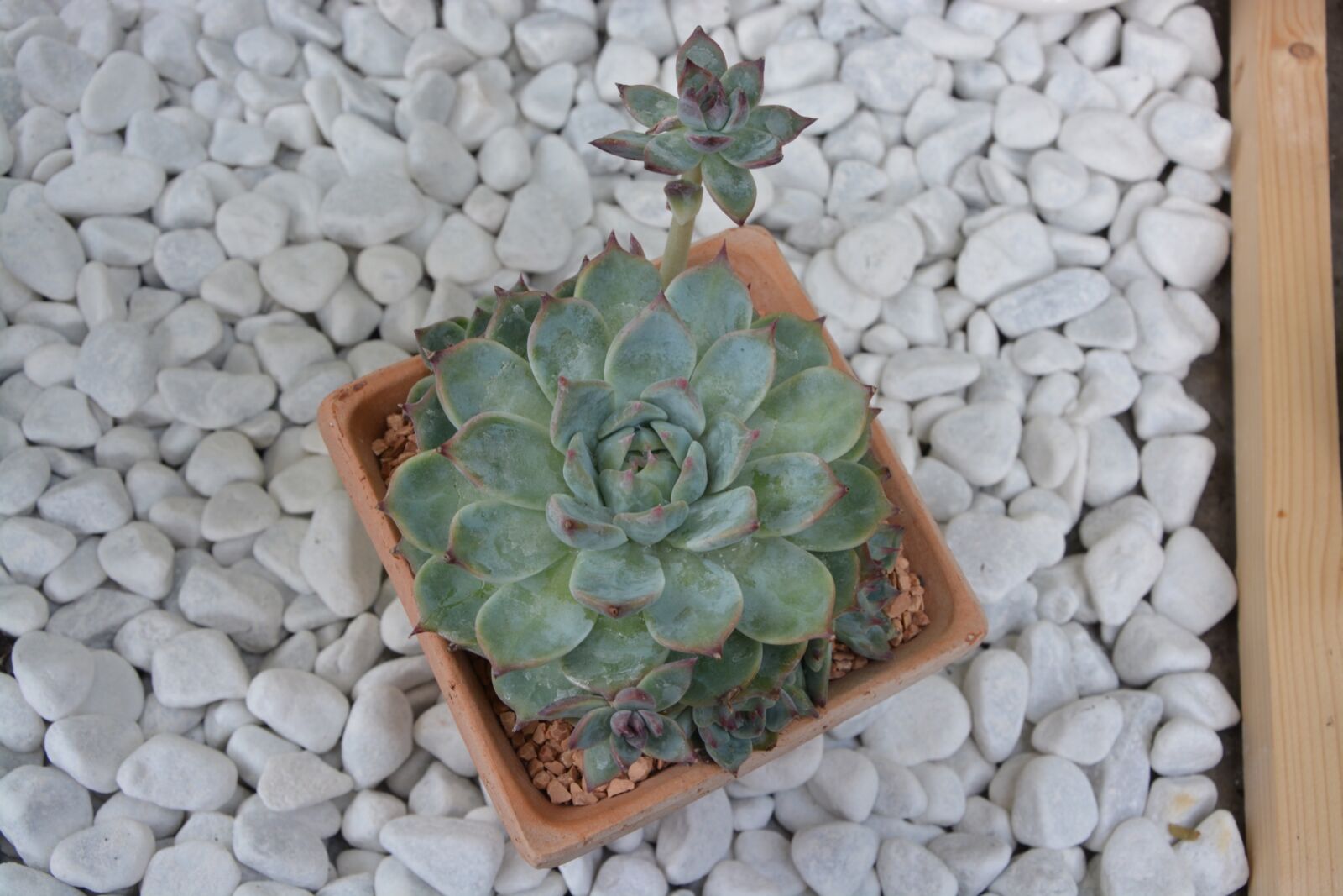 Nikon D5200 sample photo. Cactus, pot, offer photography