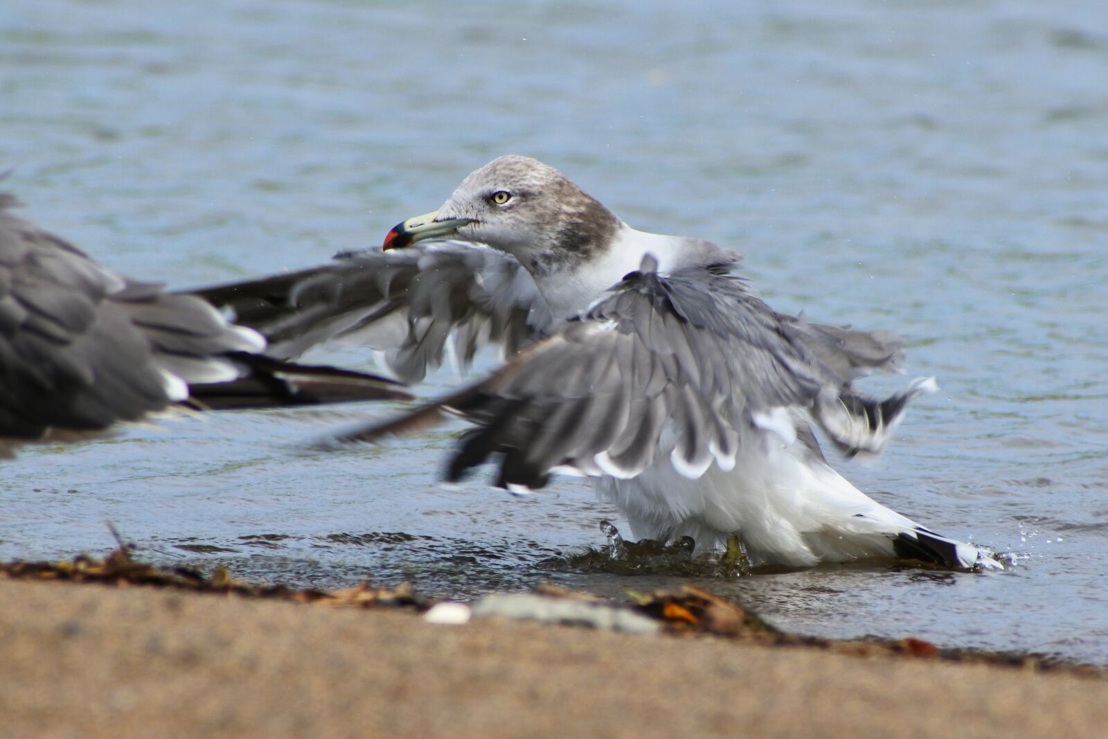 VR 70-300mm f/4.5-6.3G sample photo. Animal, sea, beach photography