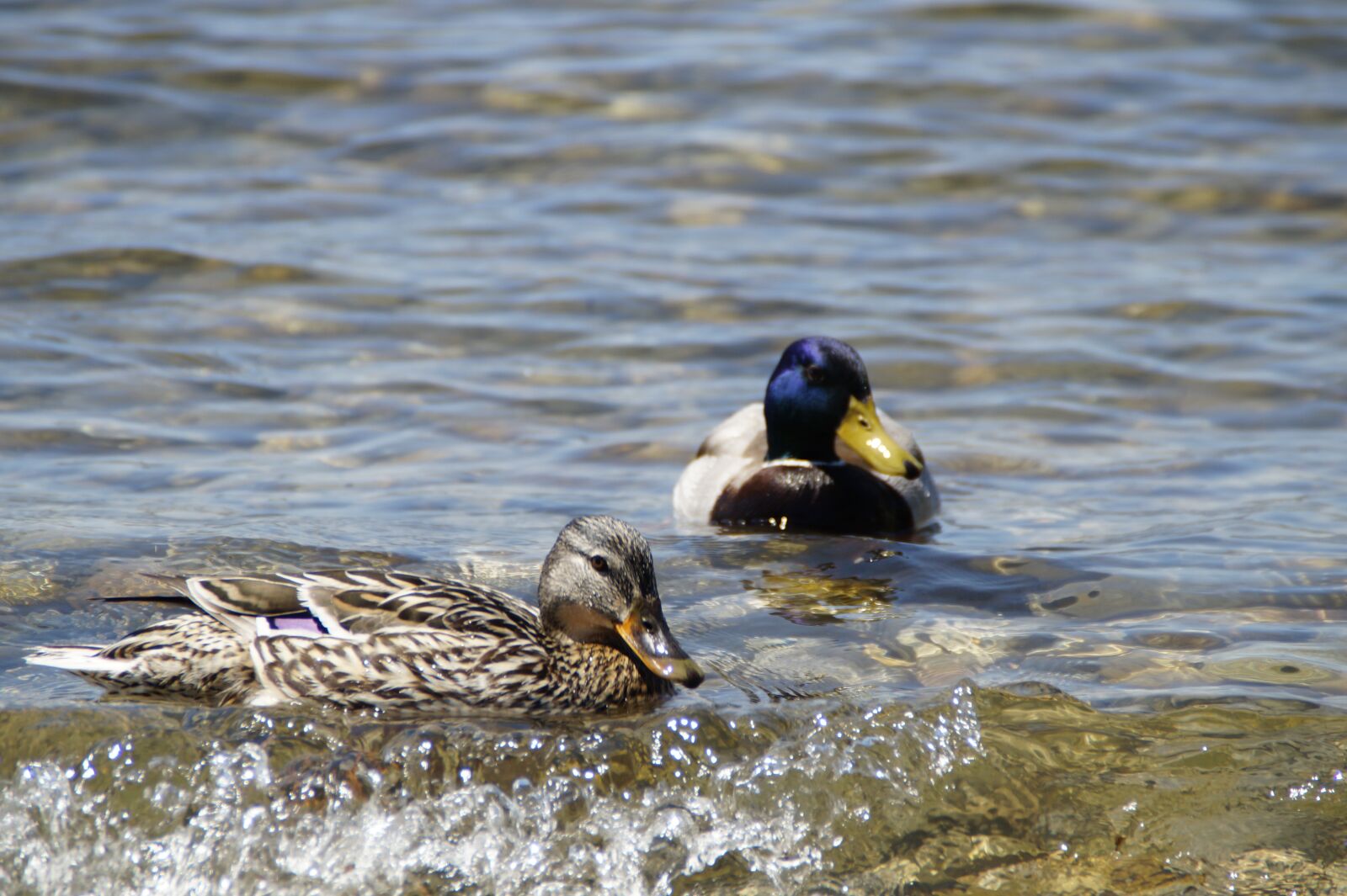Sony SLT-A58 sample photo. Ducks, mallards, birds photography