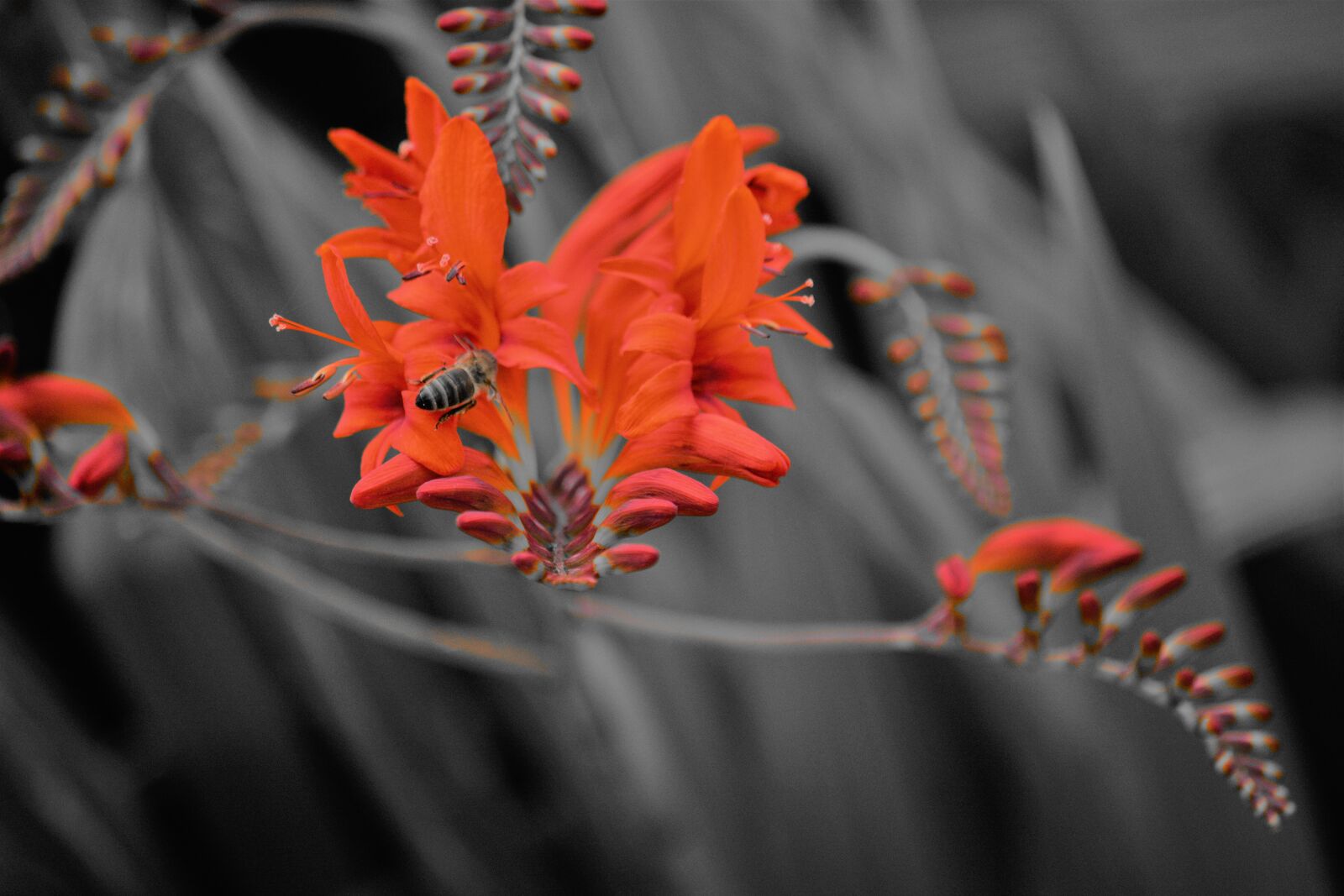 Nikon D5200 sample photo. Abeille, butinage, fleur, insecte photography