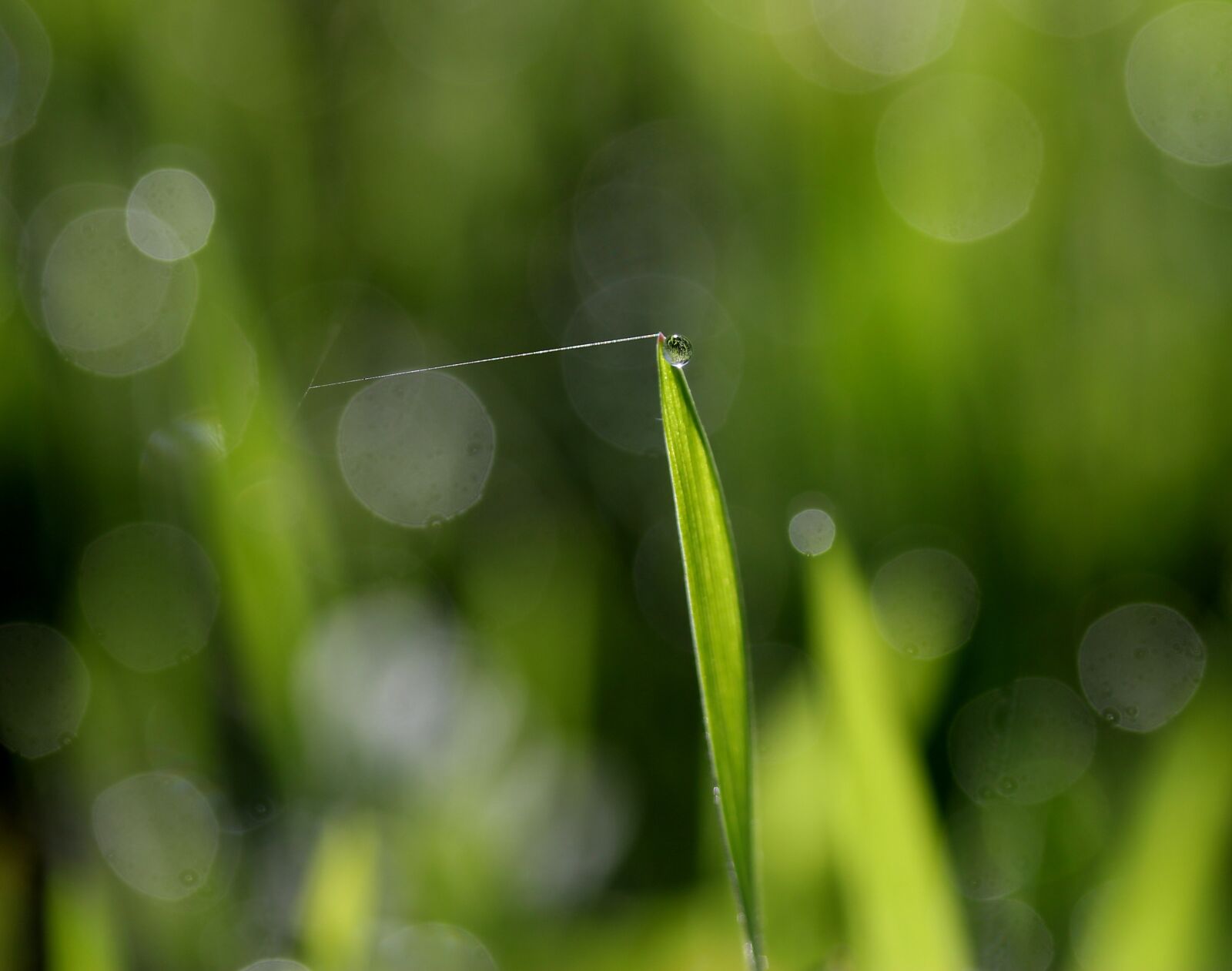 Canon EF-S 60mm F2.8 Macro USM sample photo. Grass, dew, green photography