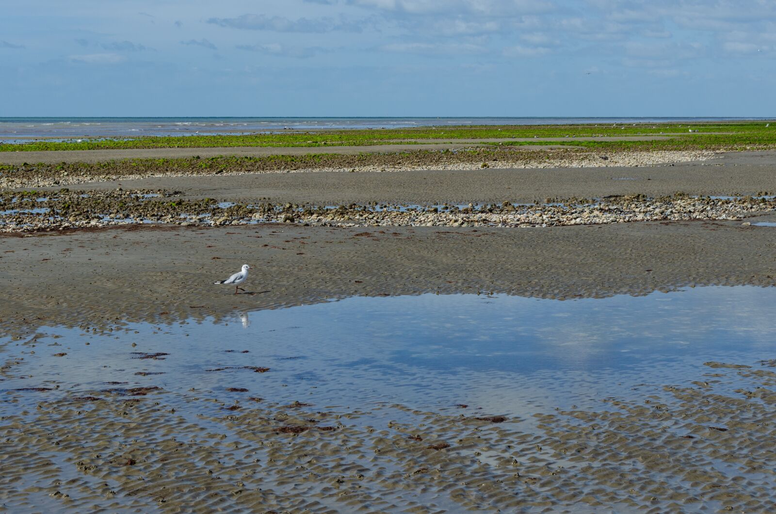 Nikon D5100 sample photo. Ebb, coast, sea photography