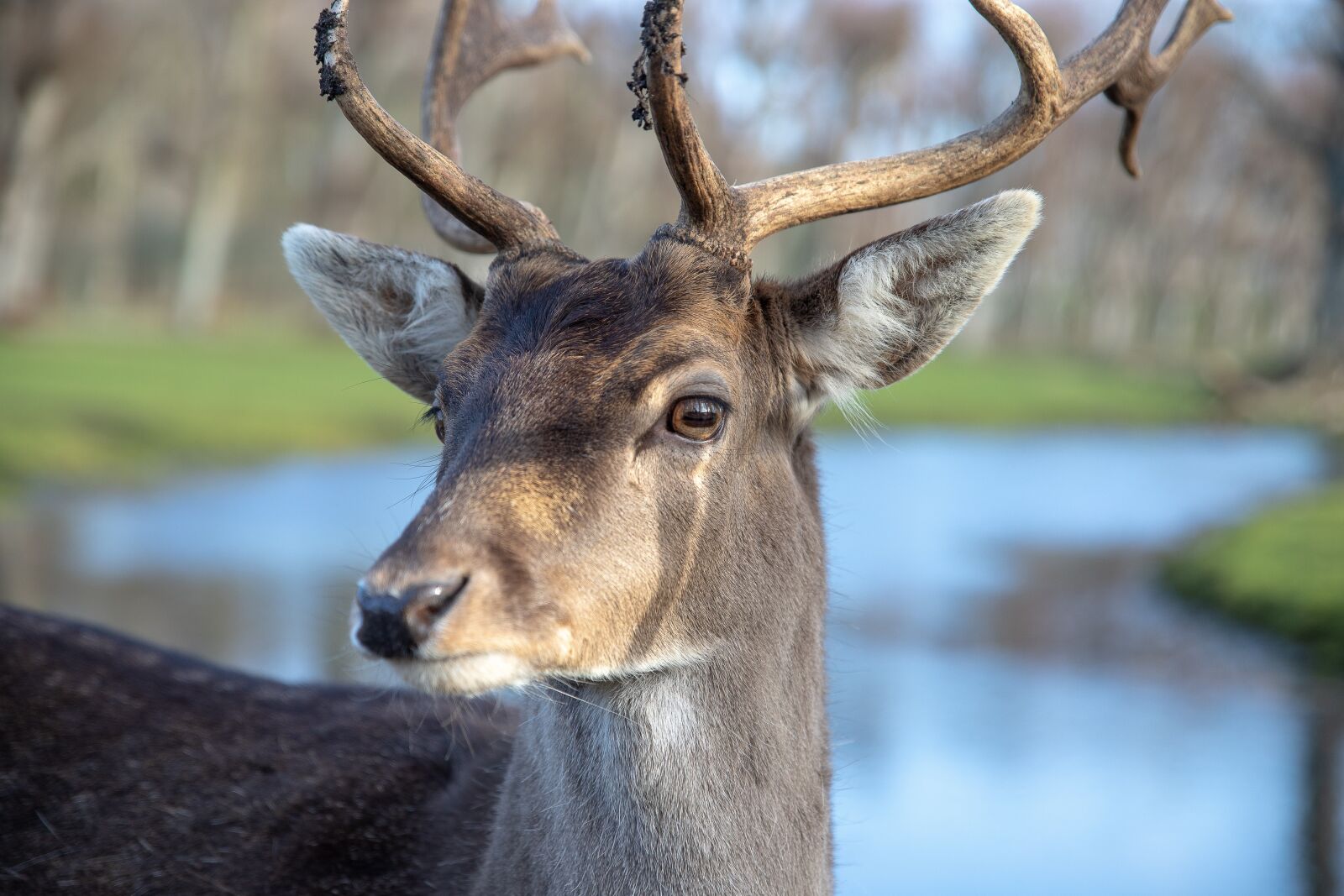 Canon EOS 6D Mark II sample photo. Deer, fallow deer, fallow photography