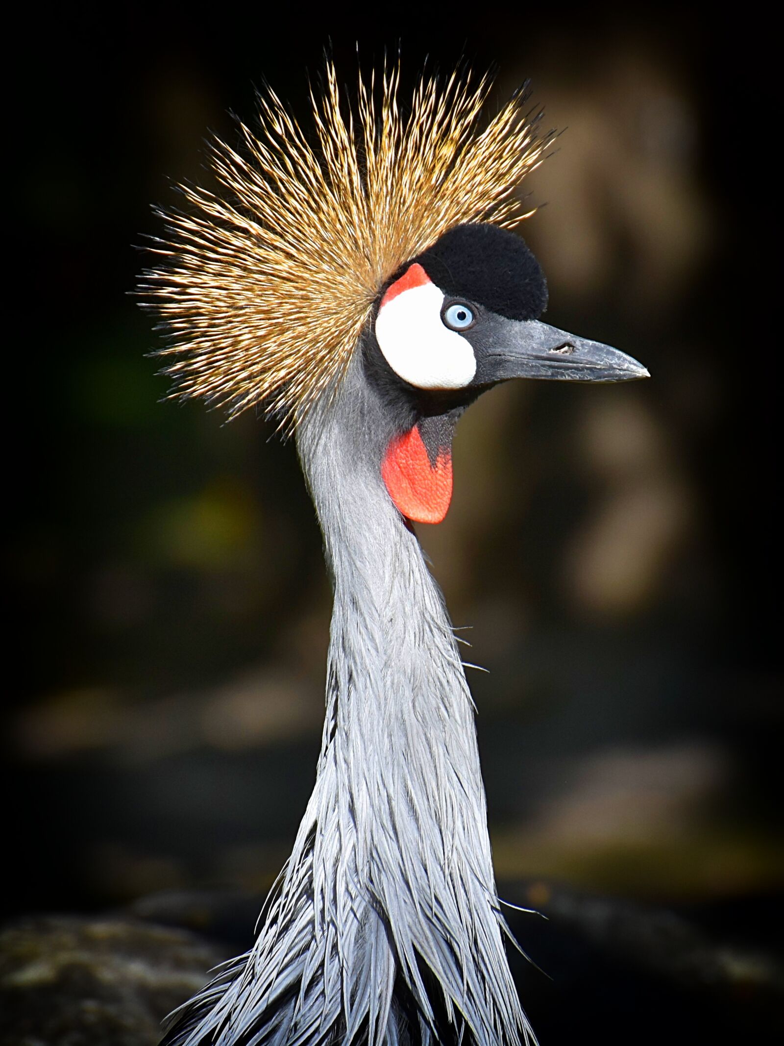 Nikon D7200 sample photo. Grey crowned crane, baleurica photography