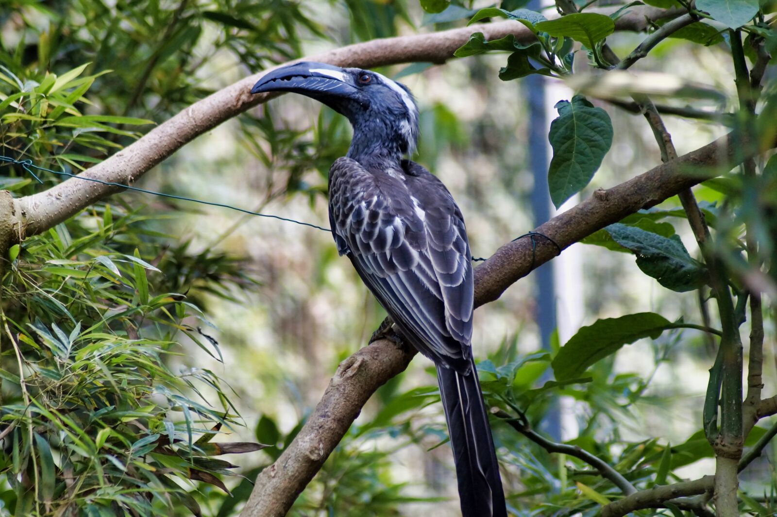 Sony SLT-A58 sample photo. Toucan, bird, exotic photography