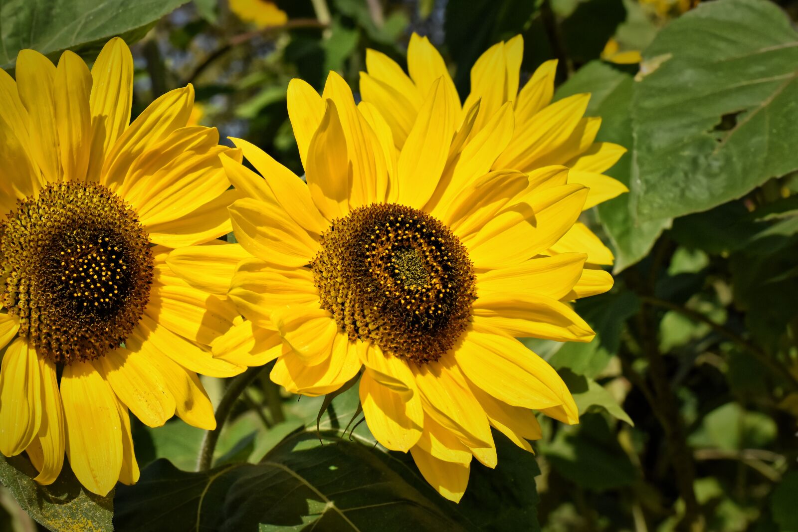 Nikon D7200 sample photo. Sunflower, summer, garden photography