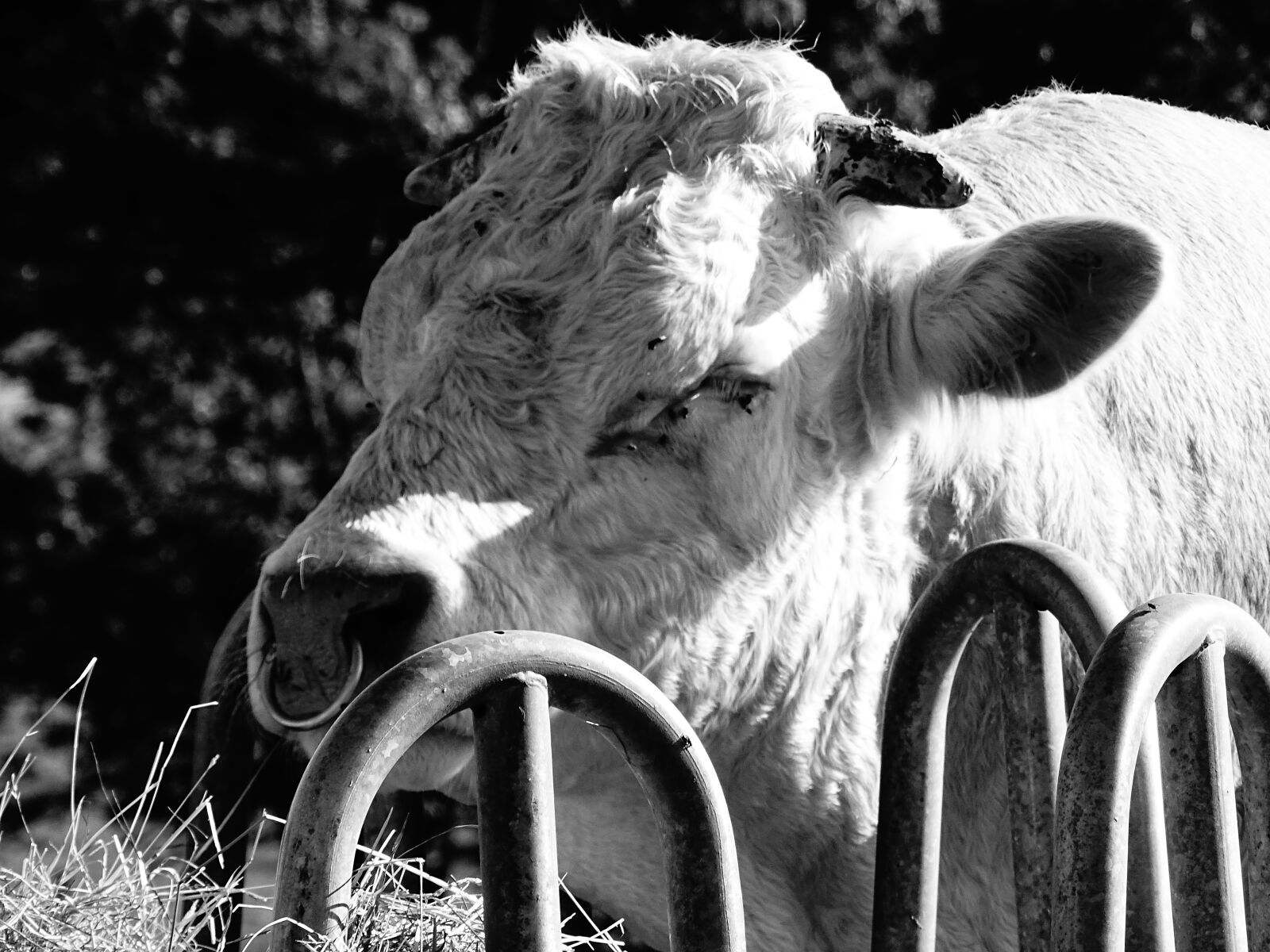 Sony Cyber-shot DSC-HX400V sample photo. Black and white, bull photography