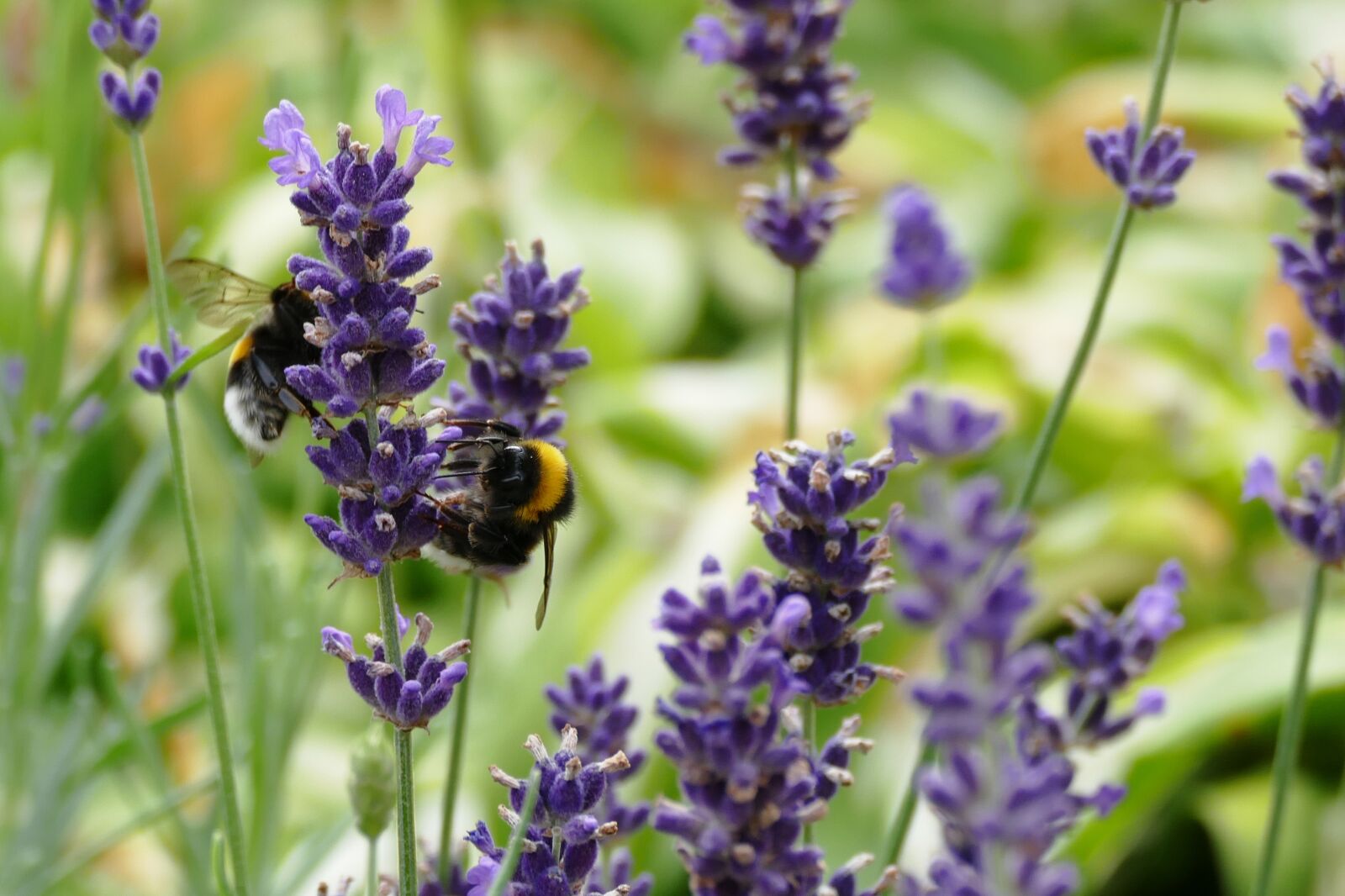 Panasonic Lumix DMC-FZ1000 sample photo. Lavender, bee, bees photography