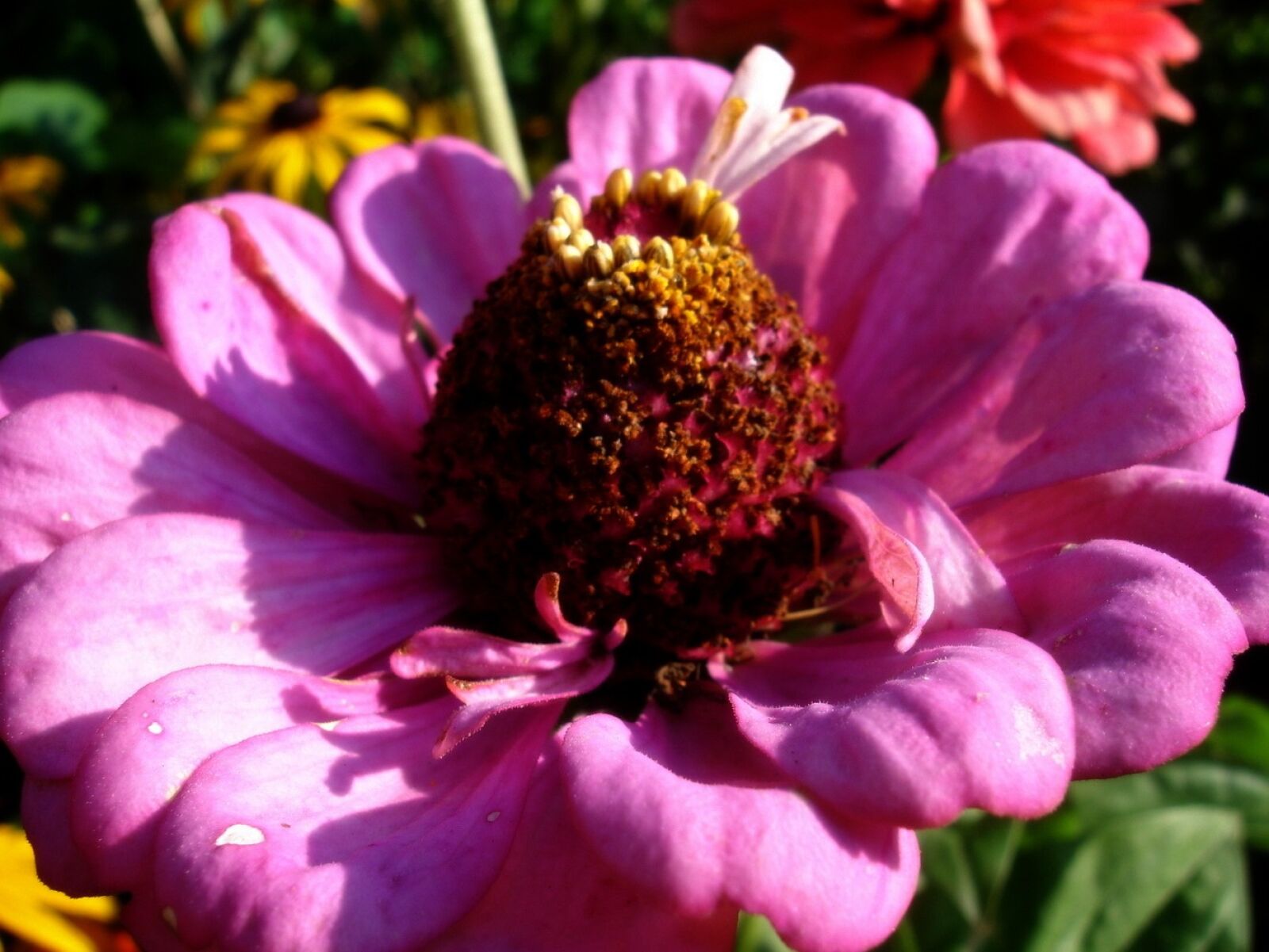 Sony DSC-P200 sample photo. Flower, summer, garden photography