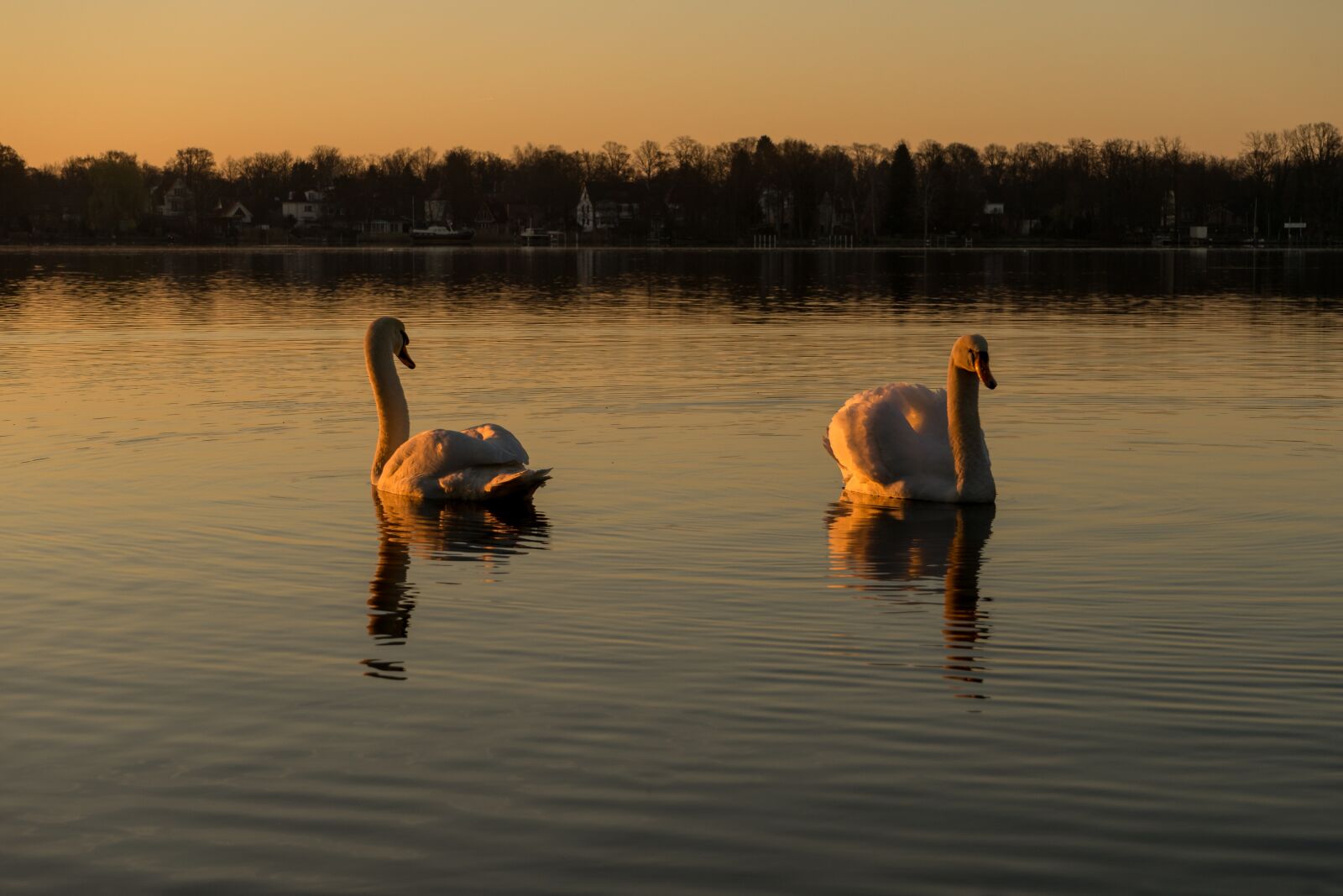 Sony a7 + Sony FE 28-70mm F3.5-5.6 OSS sample photo. Swan, water, lake photography