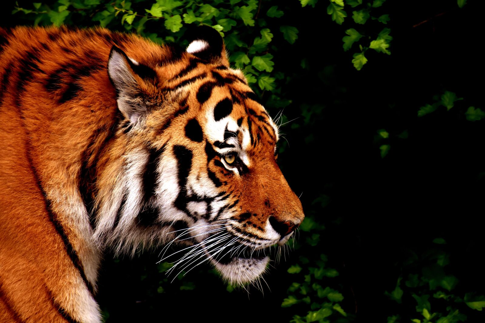 Nikon D7200 sample photo. Tiger, predator, fur photography