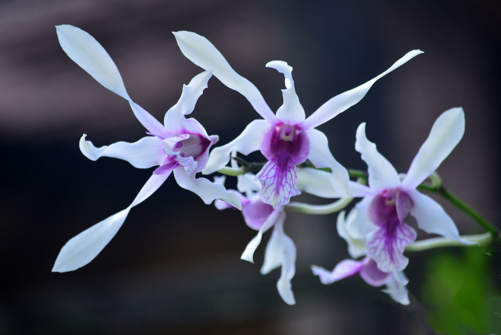 Nikon D5100 sample photo. Flower, orchid, plant photography