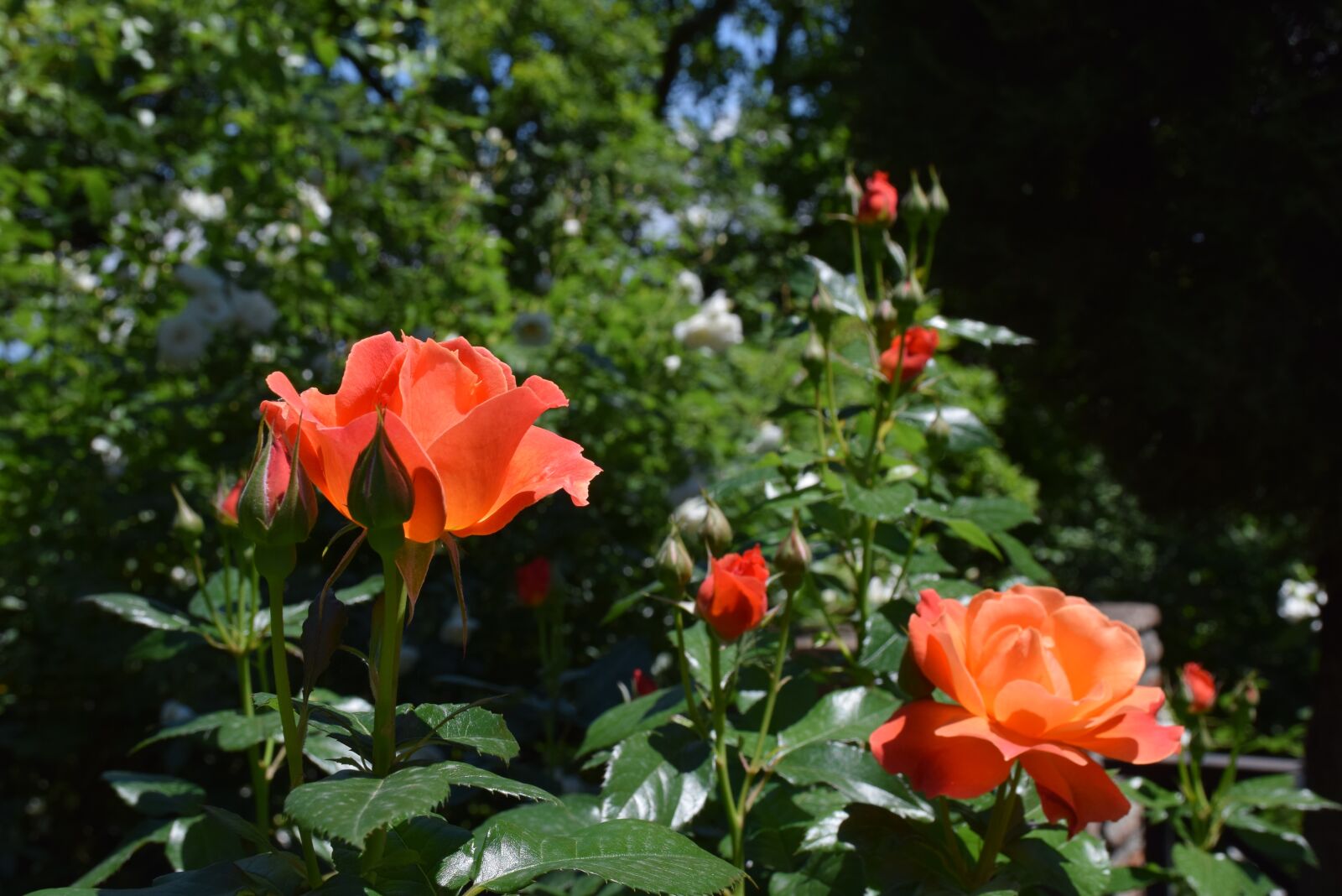 Nikon D5300 sample photo. Flower, rose, garden photography
