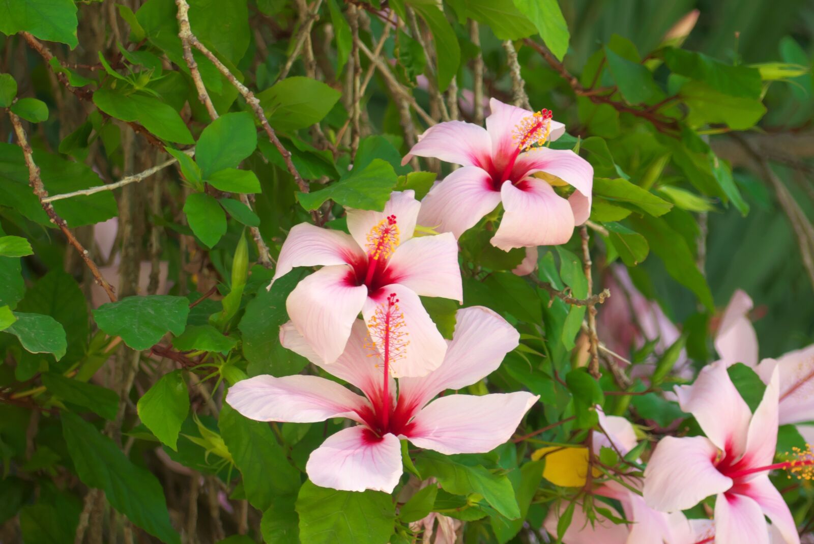 Panasonic Lumix DMC-FZ300 sample photo. Hibiscus, flowers, blossom photography