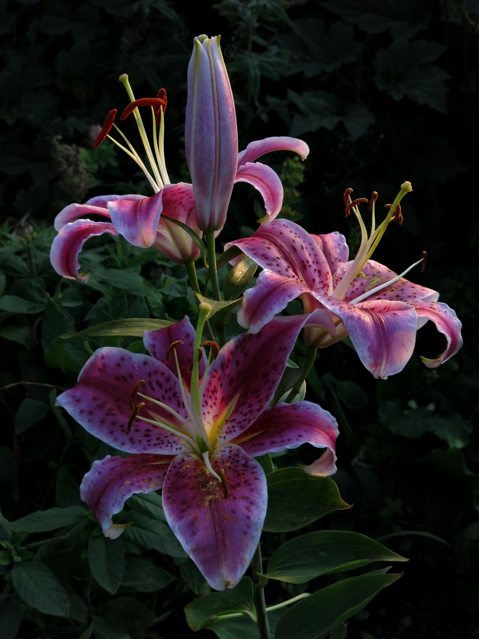 Canon PowerShot G15 sample photo. Lily, stargazer, red flower photography