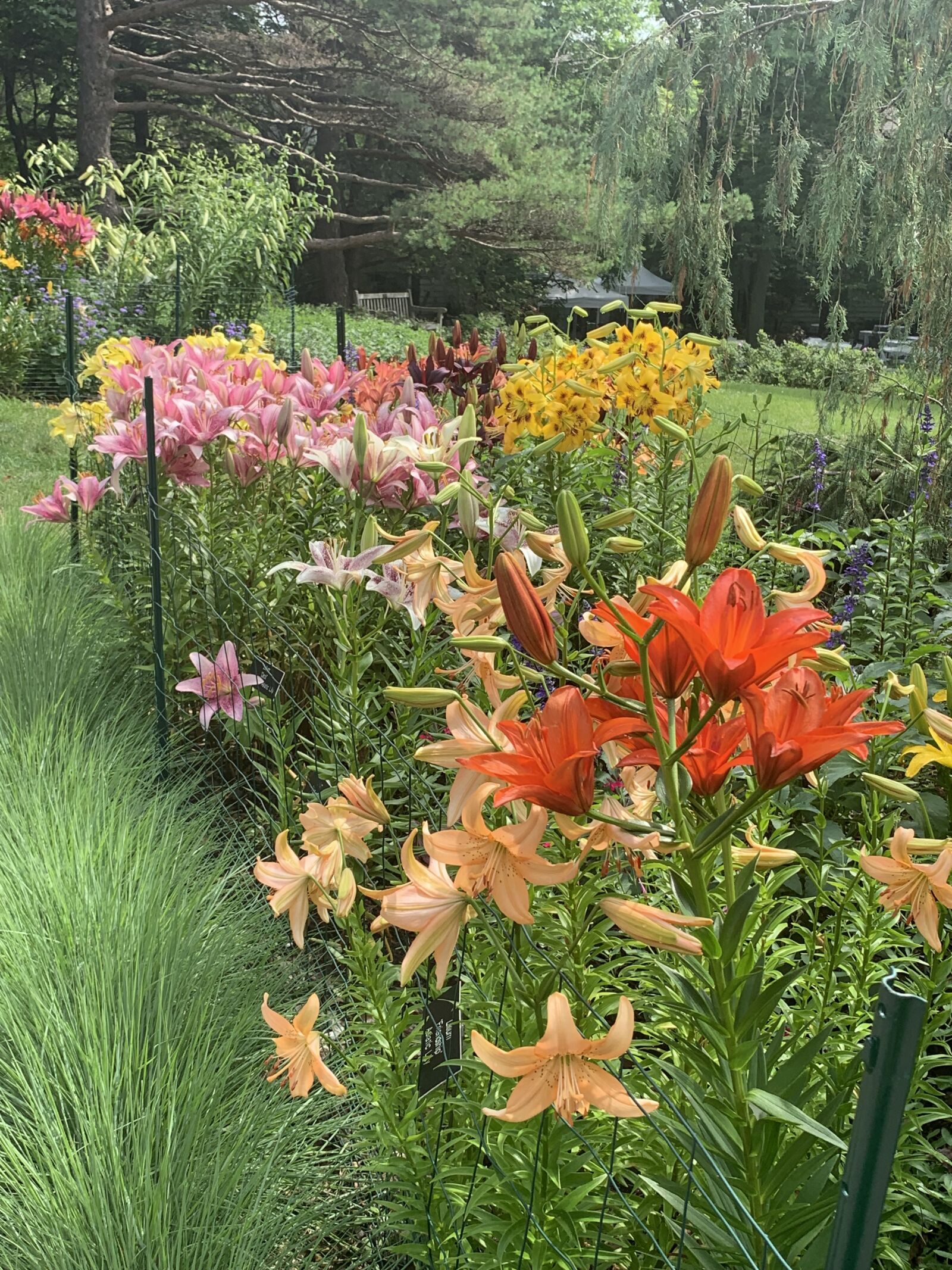 iPhone XR back camera 4.25mm f/1.8 sample photo. Flowers, flora, garden photography
