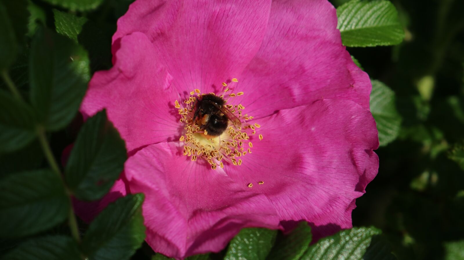 Canon EOS 750D (EOS Rebel T6i / EOS Kiss X8i) sample photo. Brambles, rose, flowers photography