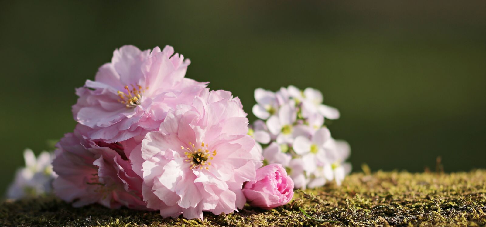Canon EOS 80D sample photo. Cherry blossoms, flowers, japanese photography