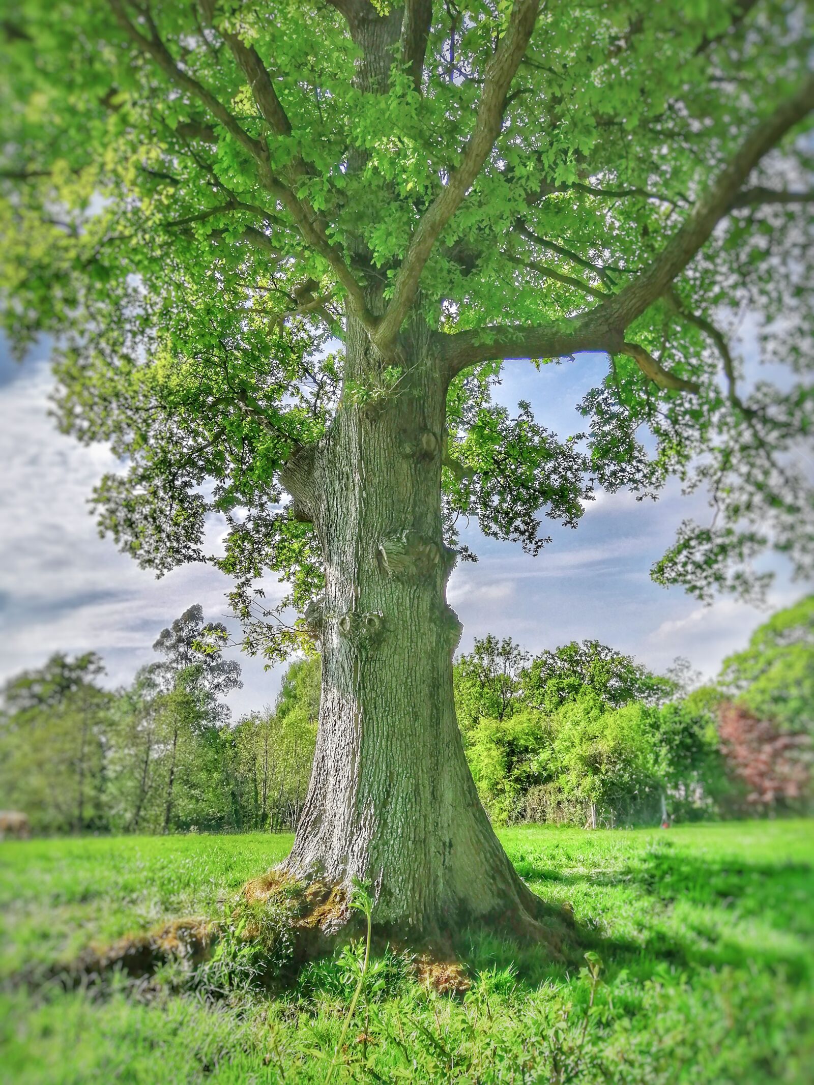 HUAWEI P SMART 2019 sample photo. Tree, nature, summer photography