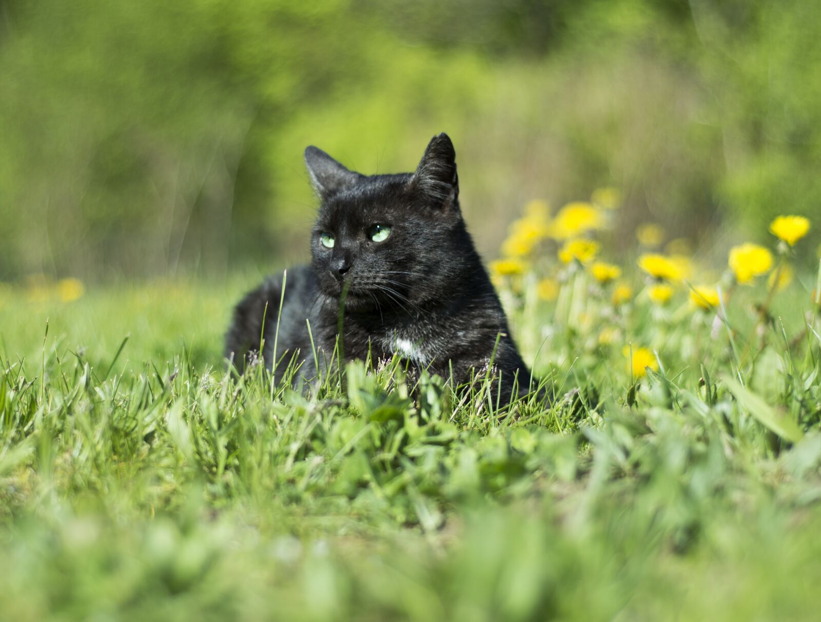 Nikon D7200 sample photo. Cat, animals, sonchus oleraceus photography