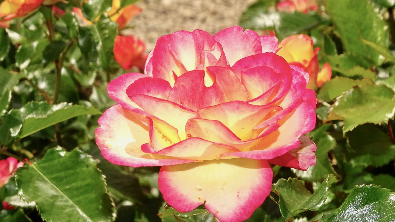 Sony Cyber-shot DSC-HX400V sample photo. Rose, yellow, pink photography