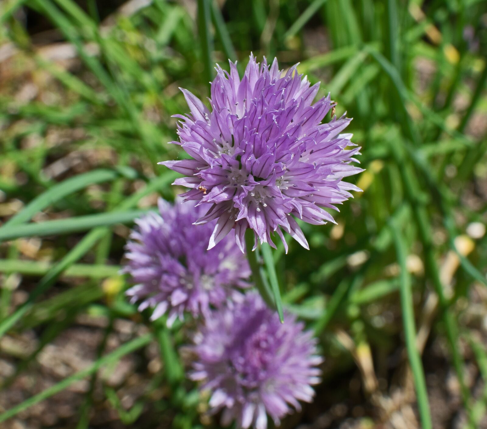 Nikon D3300 sample photo. Chives, herb, blossom photography