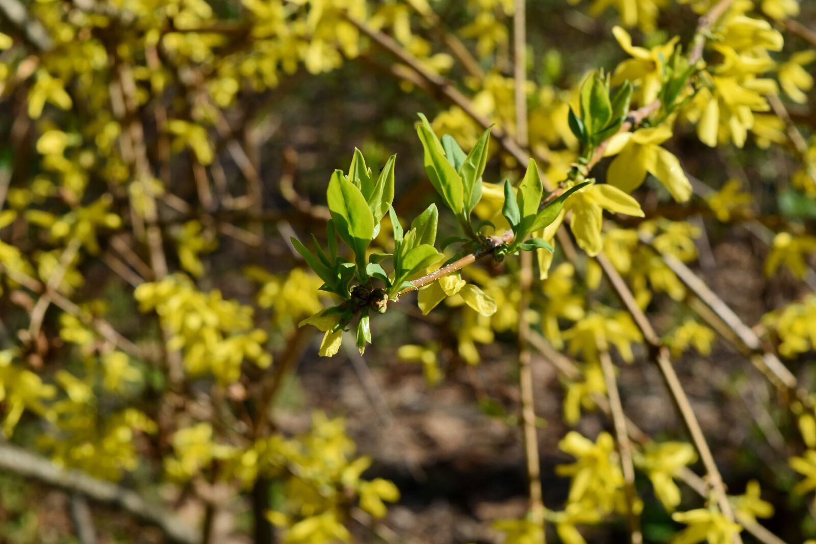 Nikon D5500 sample photo. Nature, season, shrub, branch photography
