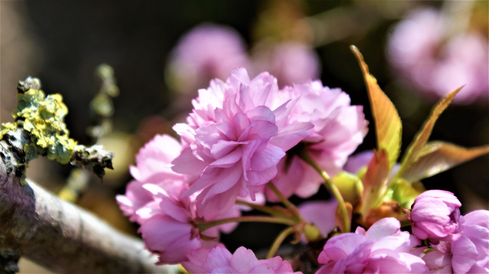 Sony Alpha DSLR-A350 sample photo. Prunus, blossom, pink photography