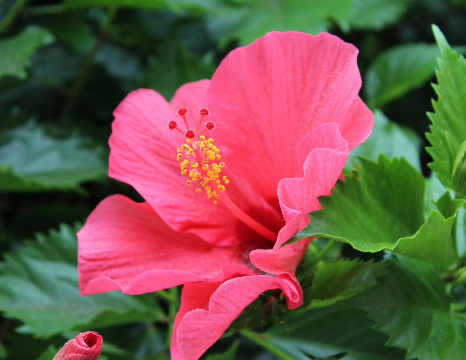 Canon EOS 650D (EOS Rebel T4i / EOS Kiss X6i) sample photo. Hibiscus, hibiscus flower, pink photography