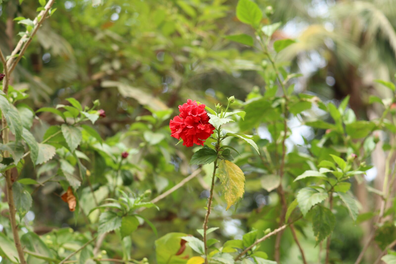 Canon EOS 250D (EOS Rebel SL3 / EOS Kiss X10 / EOS 200D II) sample photo. Flower, nature, kerala photography