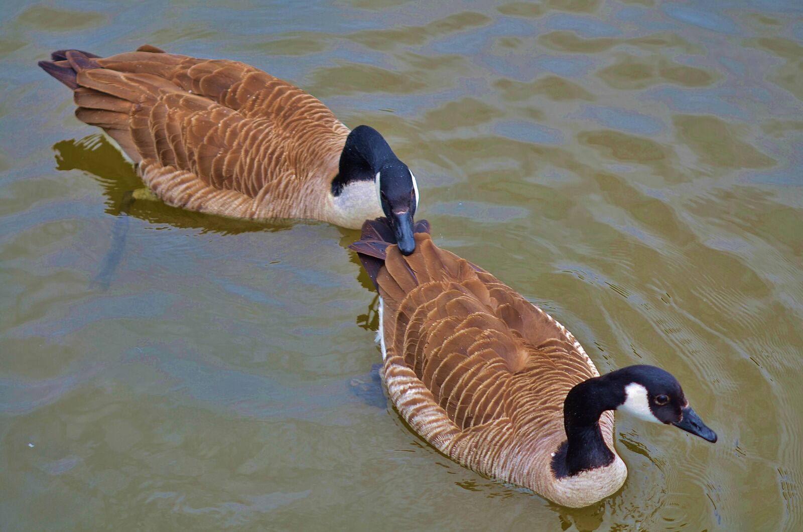 Nikon D7000 sample photo. Duck, animal, bird photography